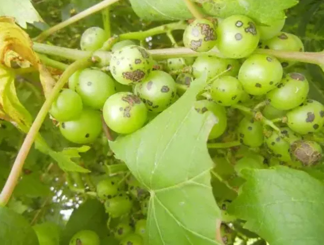 grape1