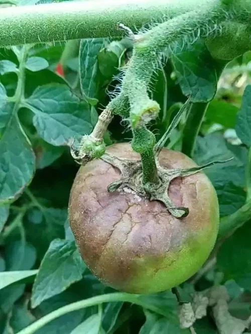 info-720-958 info-720-958