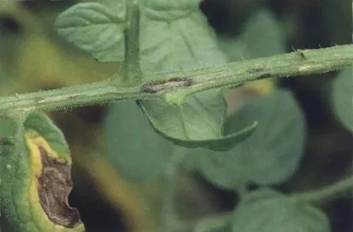 info-603-395 info-603-395