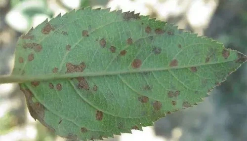 info-680-389 info-680-389