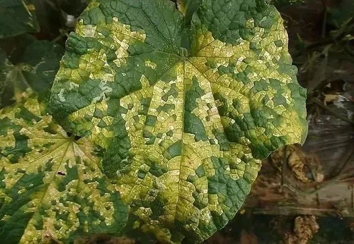 info-595-412 info-595-412