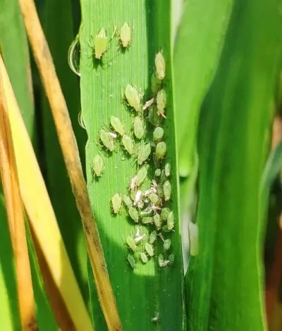 Aphids Aphids