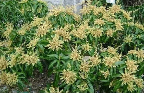 Phthalanillic acid applications Phthalanillic acid applications