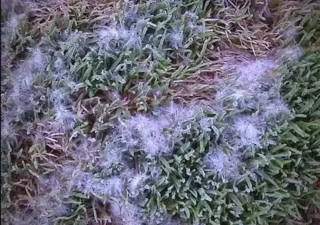 Pythium blight Pythium blight